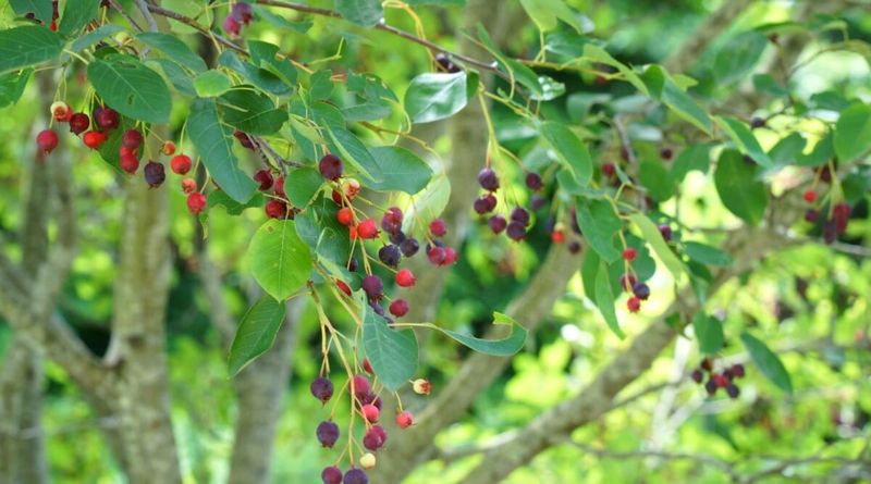 Serviceberry