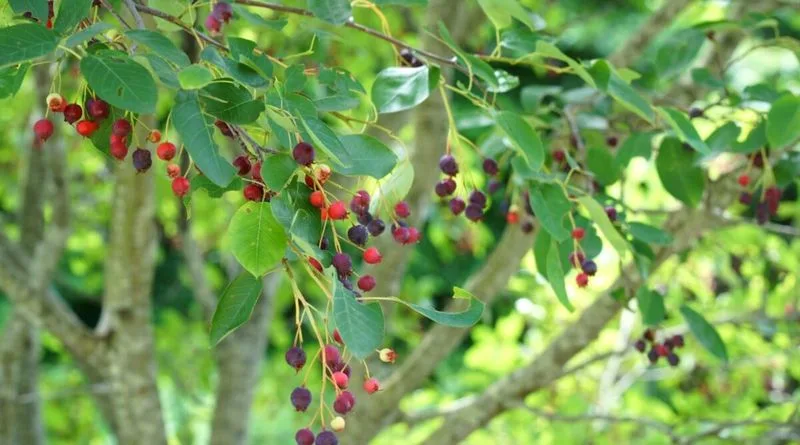 Serviceberry