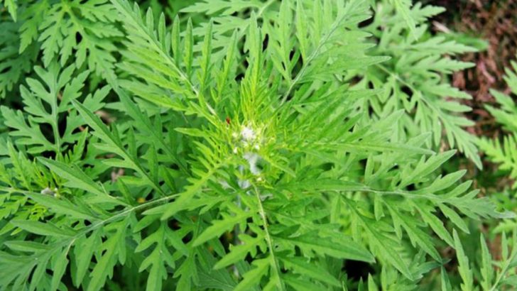 Don’t Let Ragweed Take Over—Here’s How to Identify and Avoid It
