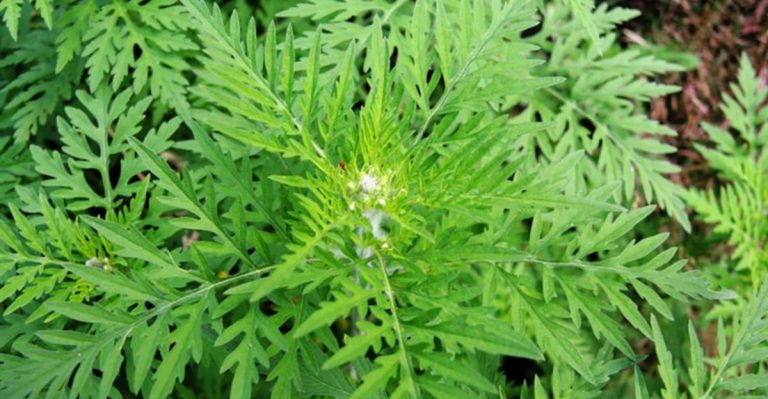Don’t Let Ragweed Take Over—Here’s How to Identify and Avoid It