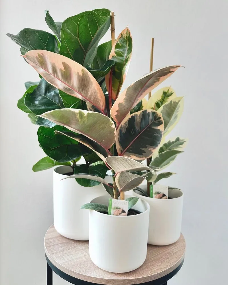 Ficus Tree