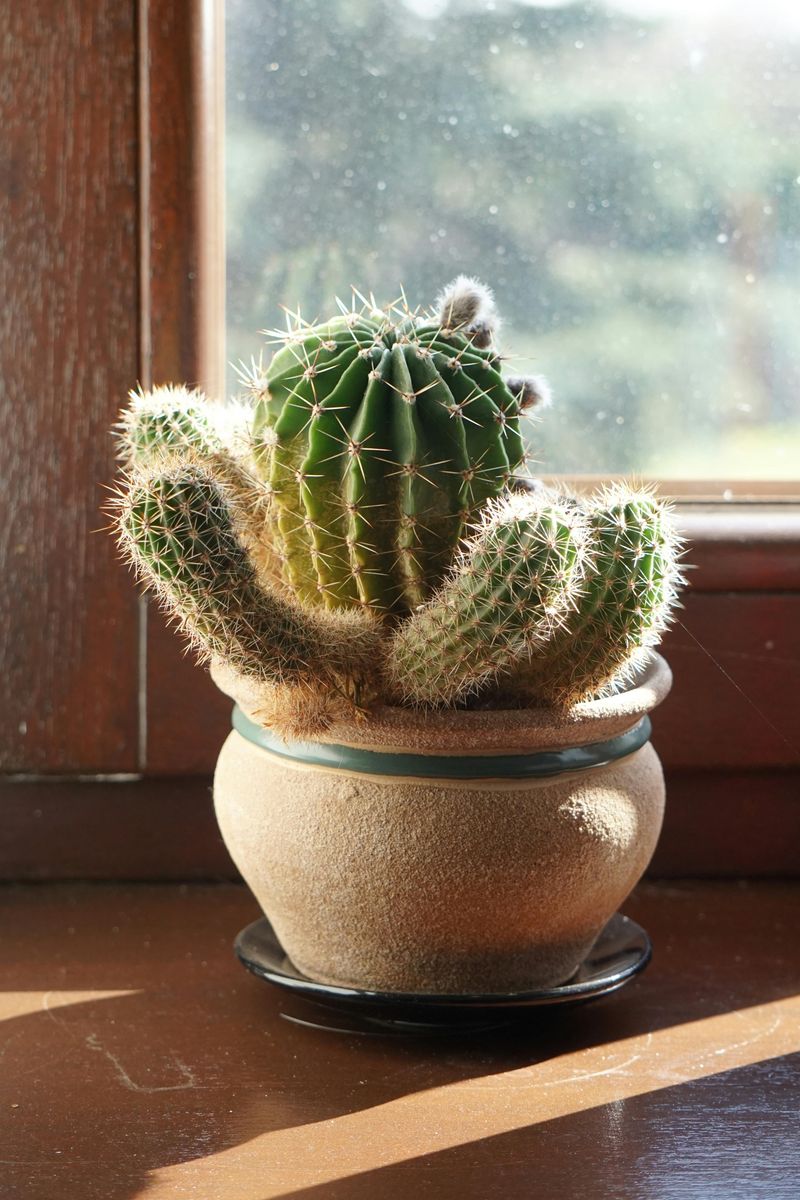 Cactus