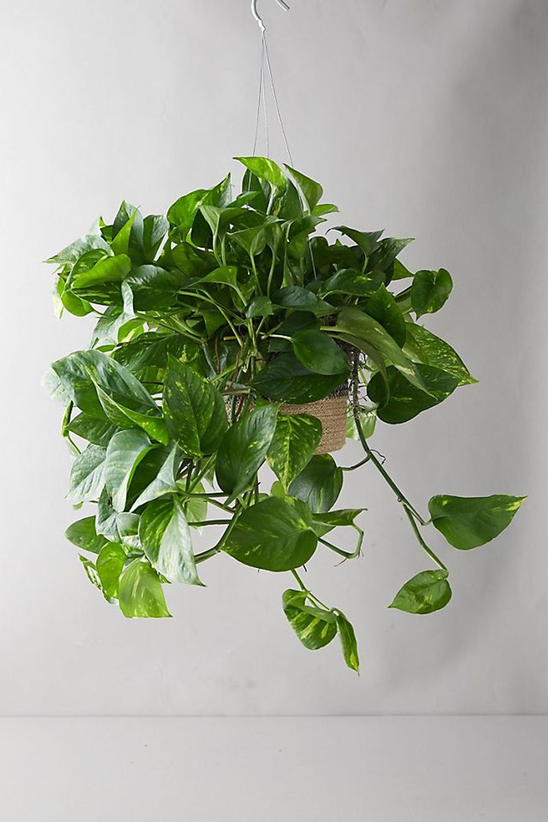 Pothos