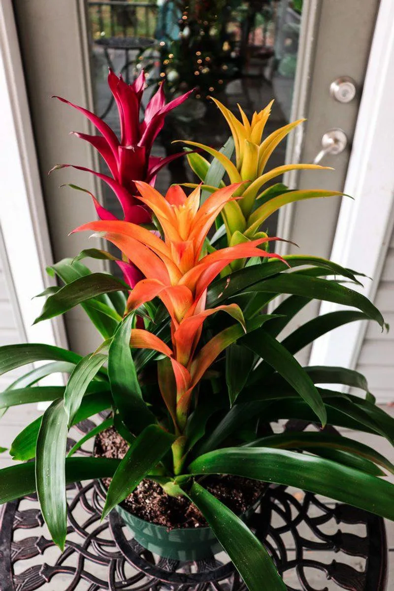 Bromeliads