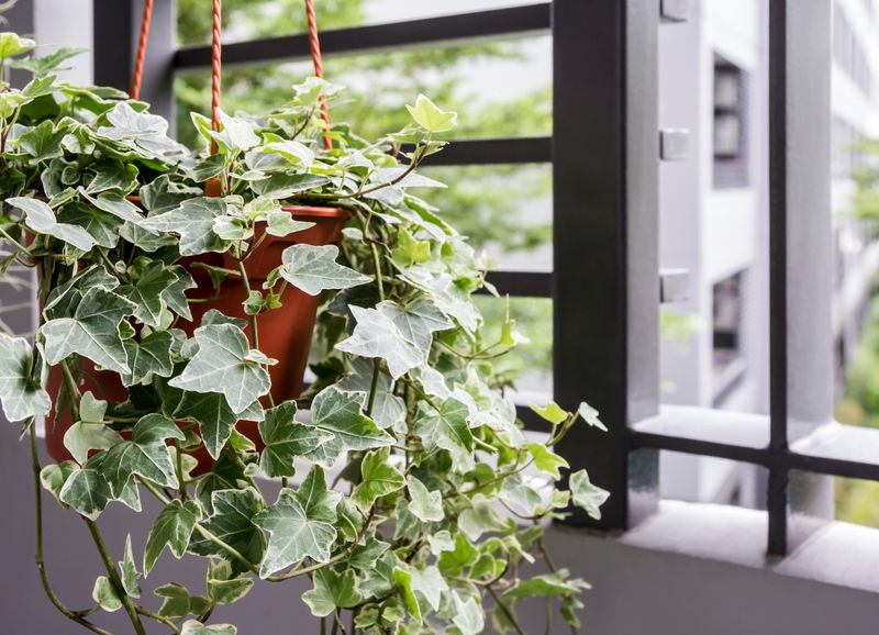 English Ivy
