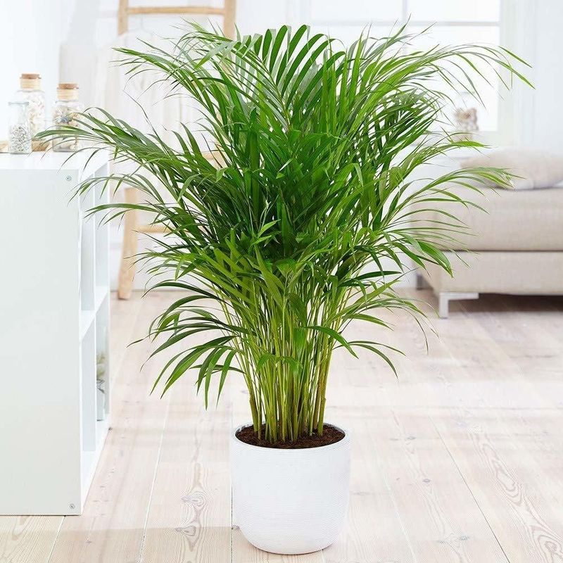 Parlor Palm