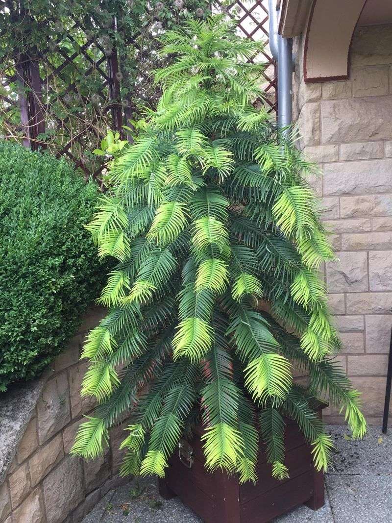 Wollemi Pine (Wollemia nobilis)