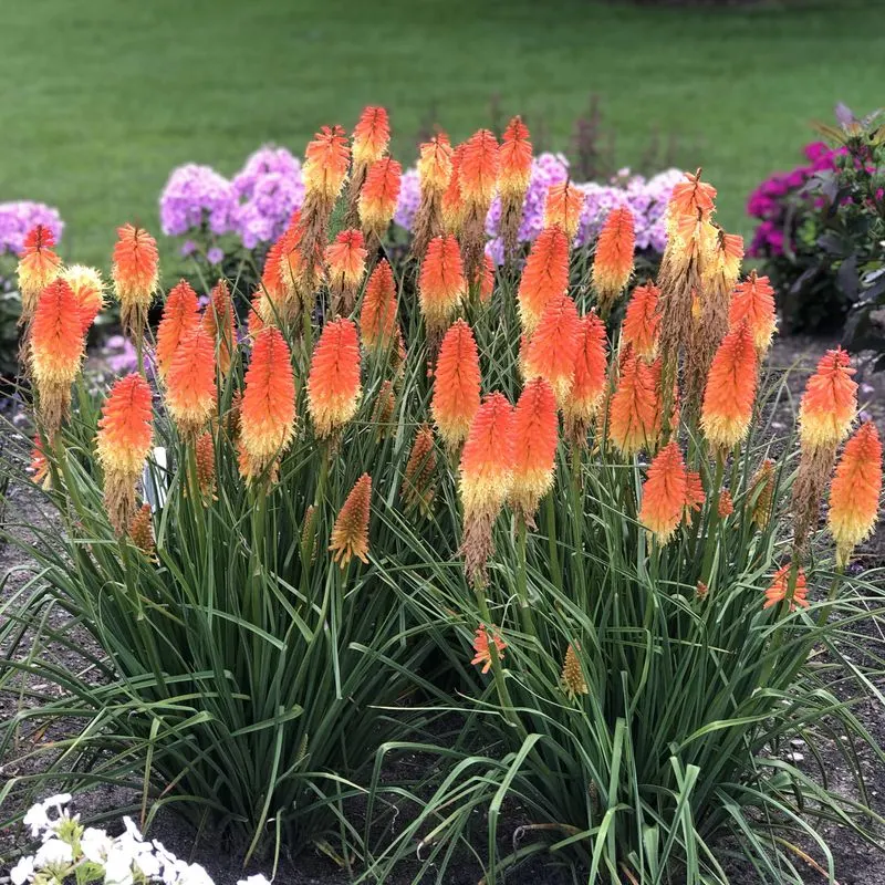 Red Hot Poker