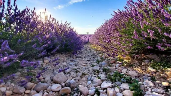 Driveway Border Plants That Make a Statement When You’re Done Being the Quiet Neighbor