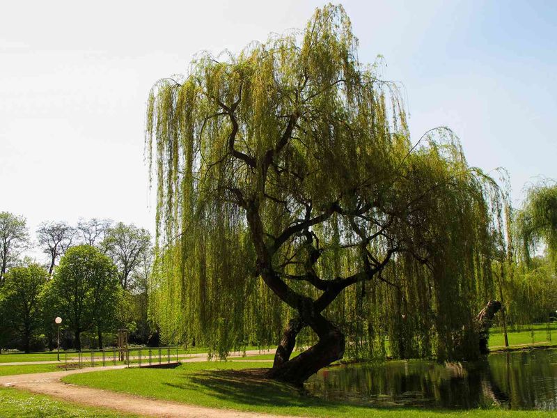Drooping Branches