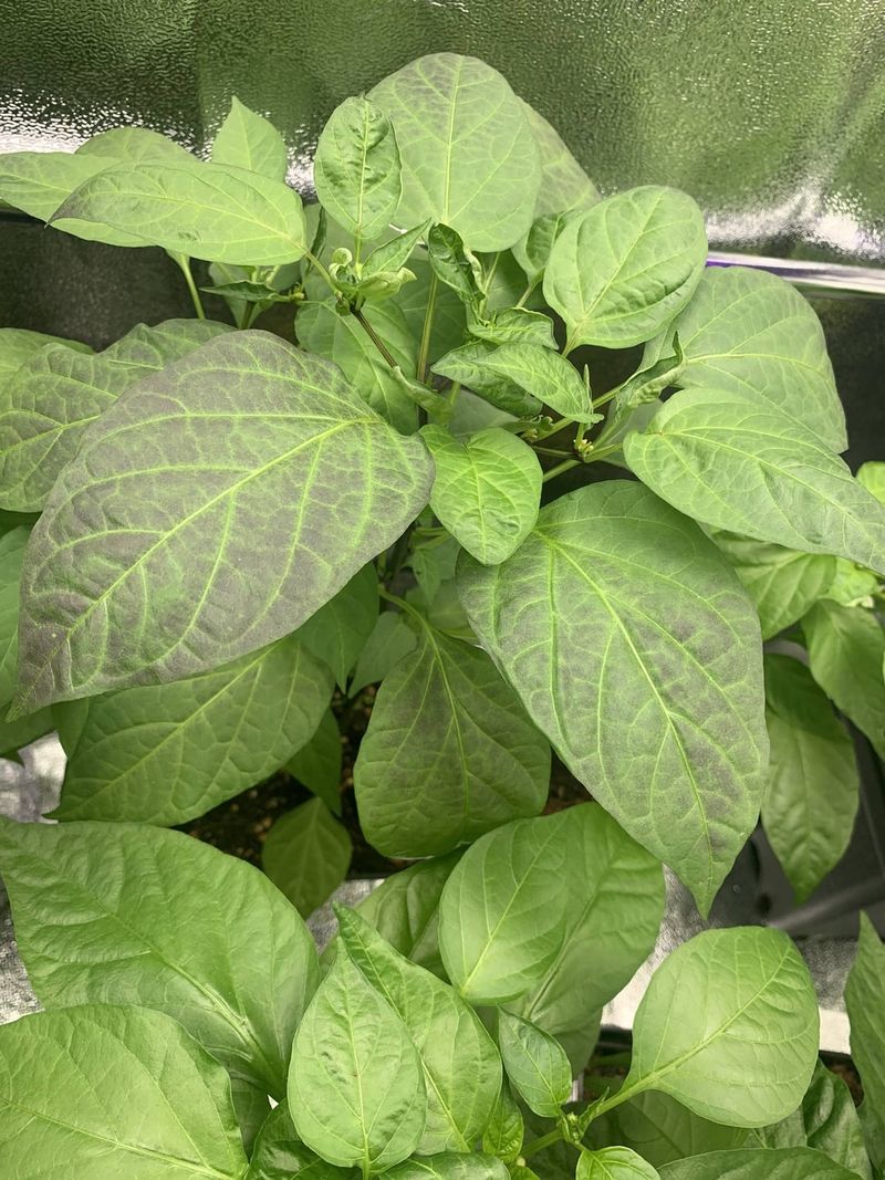 Cold-Triggered Anthocyanin Production