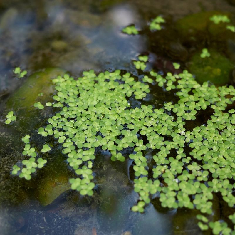 Duckweed