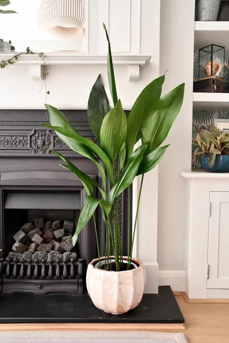Cast Iron Plant