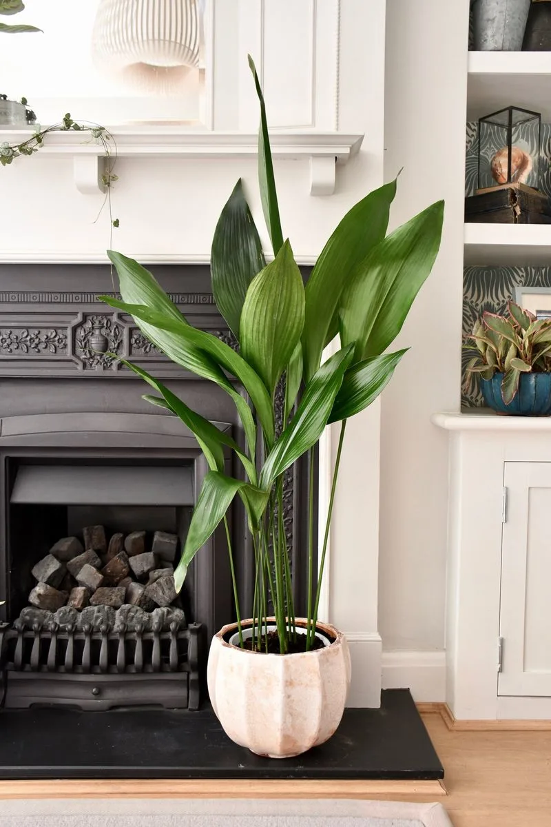 Cast Iron Plant
