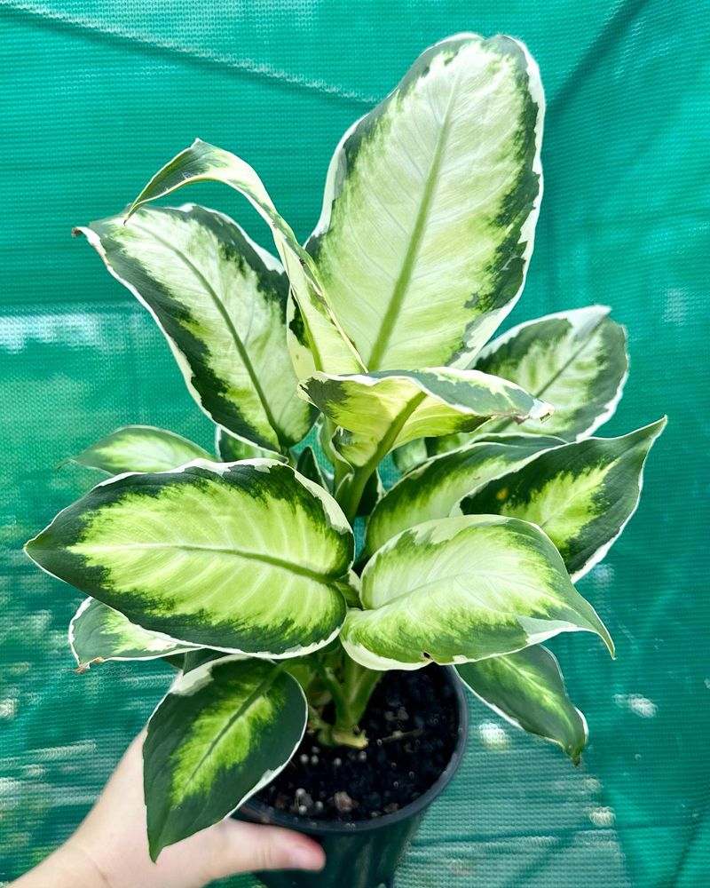Dumb Cane (Dieffenbachia)