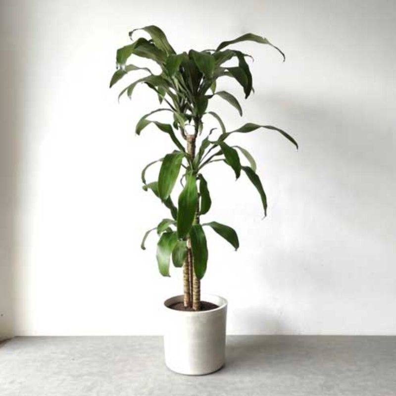Dracaena
