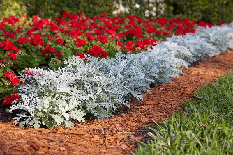 Dusty Miller (Missed)