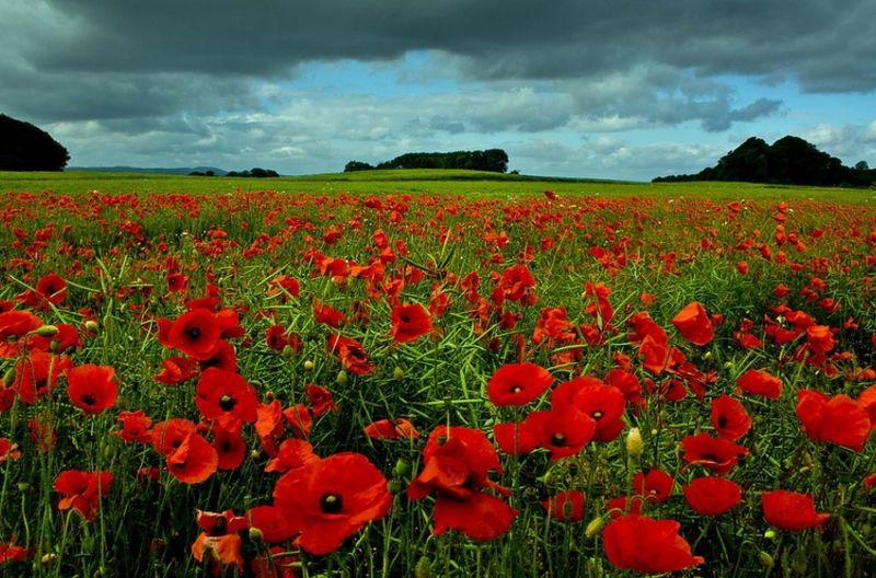 Flanders Fields, Belgium