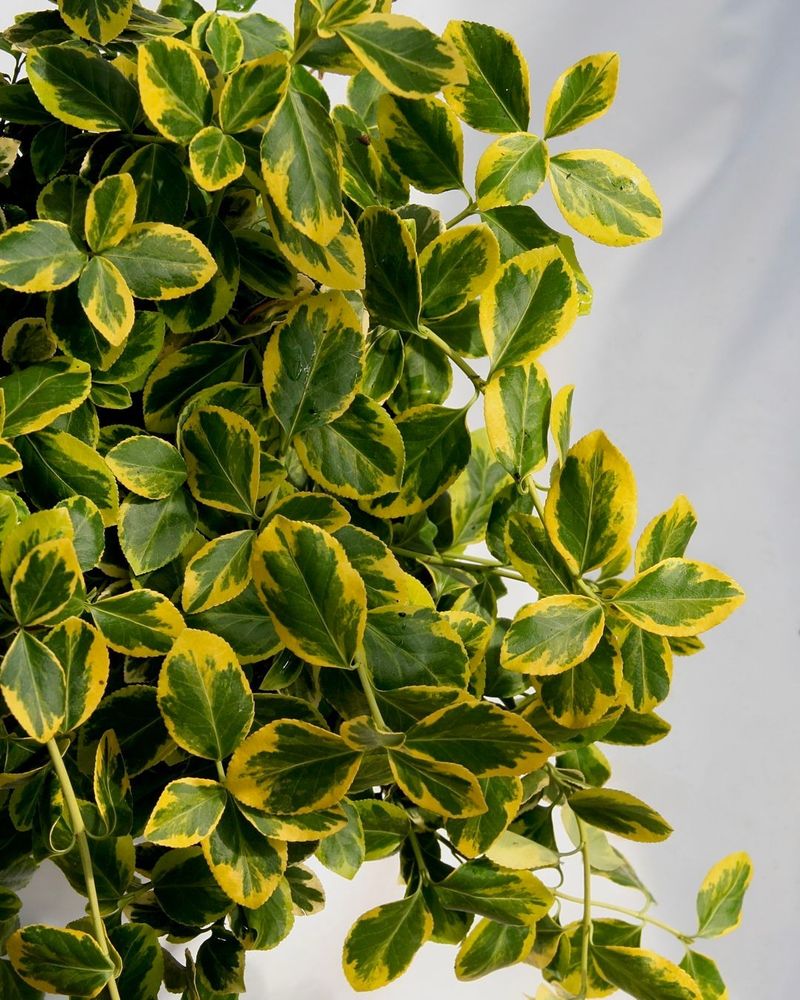 Euonymus