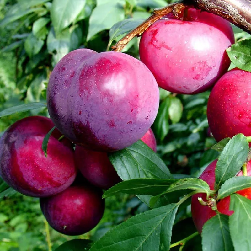 Dwarf Plum Tree