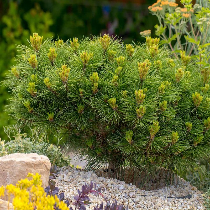 Dwarf Mugo Pine