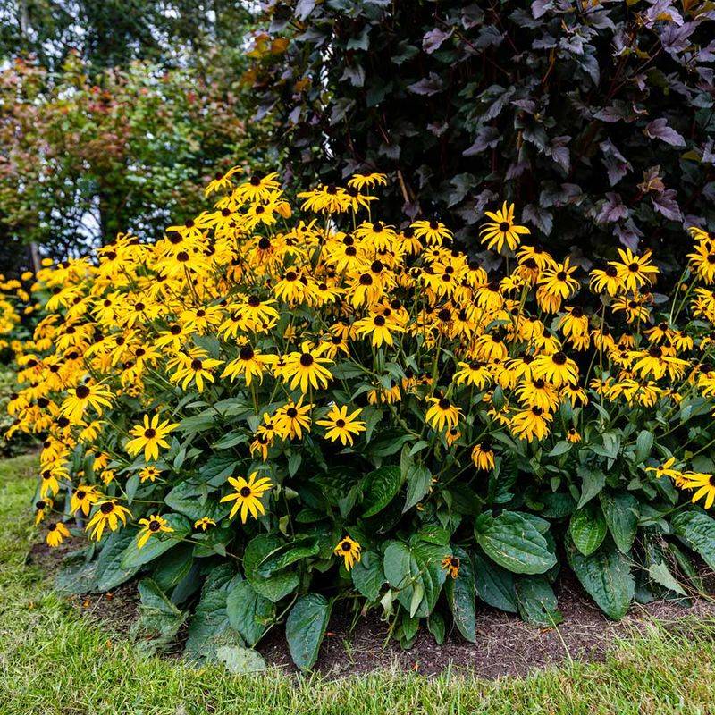 Dwarf Black-Eyed Susan