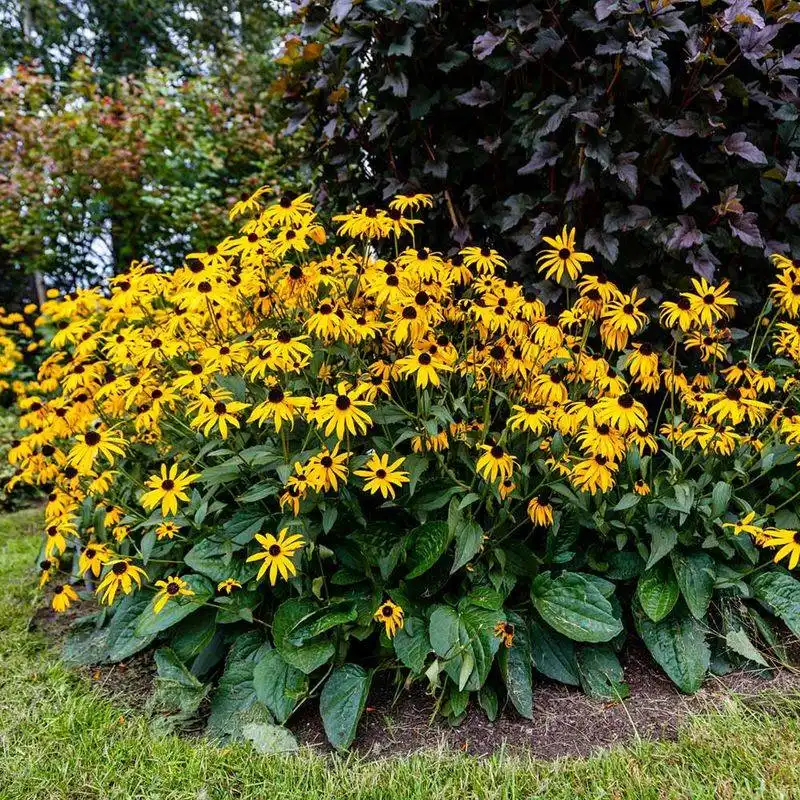 Dwarf Black-Eyed Susan