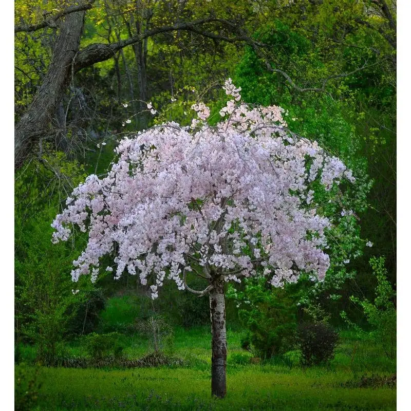 Dwarf Weeping Cherry