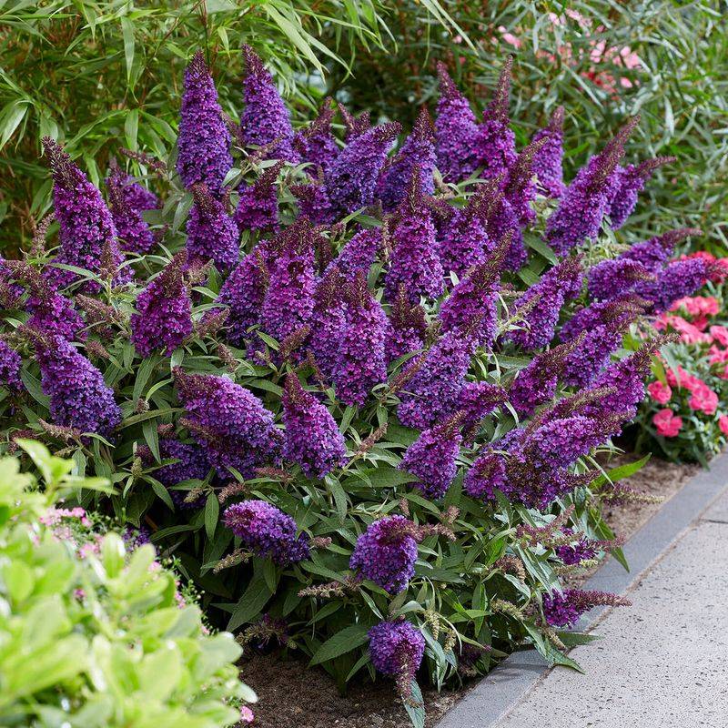 Dwarf Butterfly Bush