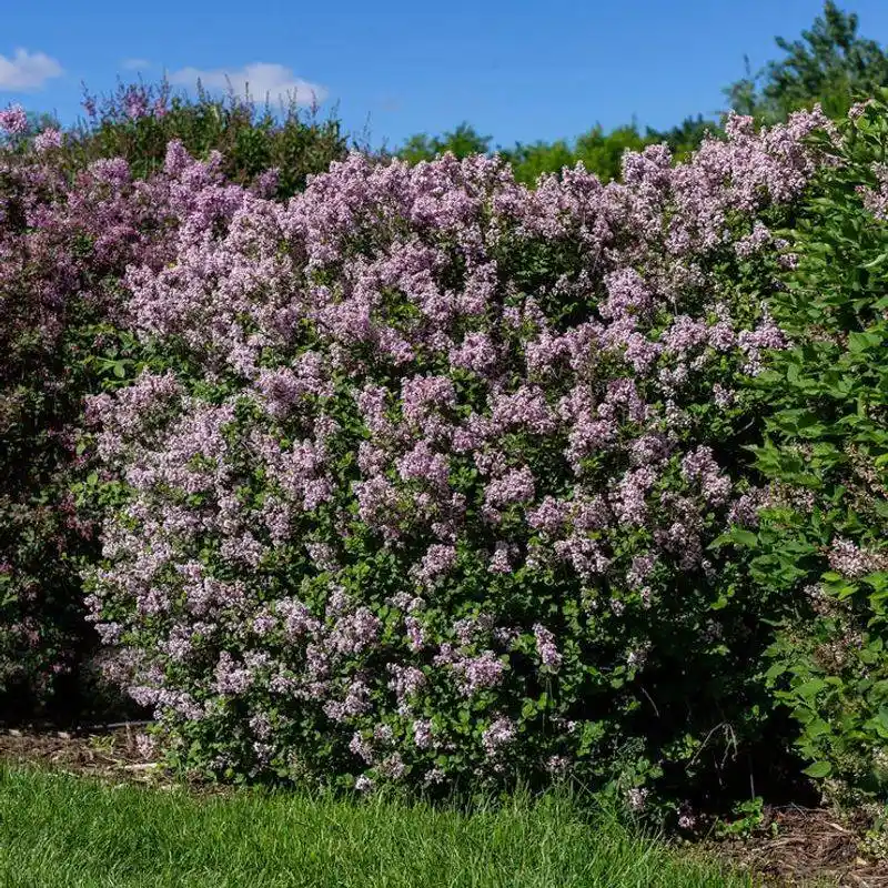 Dwarf Korean Lilac