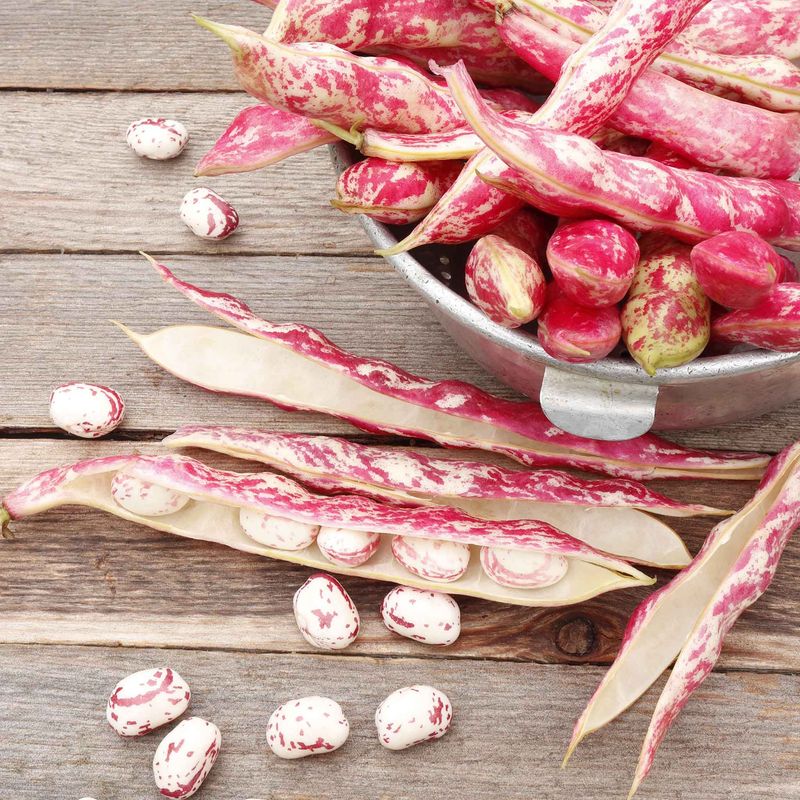 Dwarf Horticultural Bean
