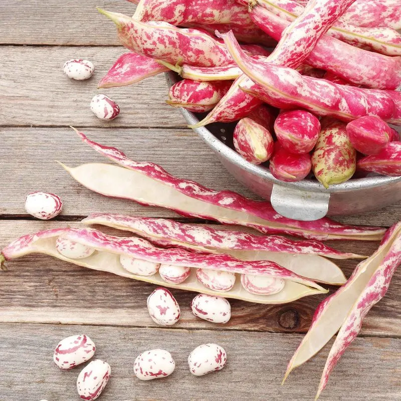 Dwarf Horticultural Bean