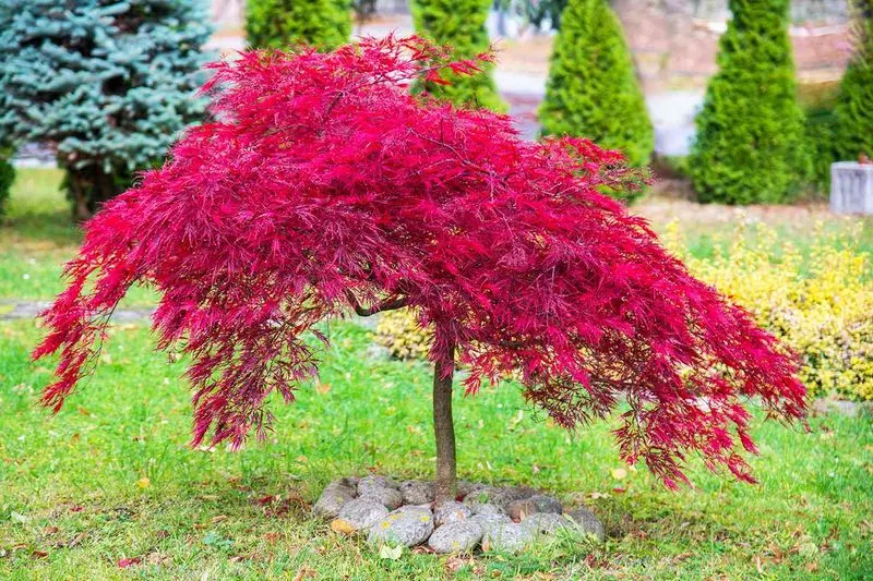Dwarf Japanese Maple