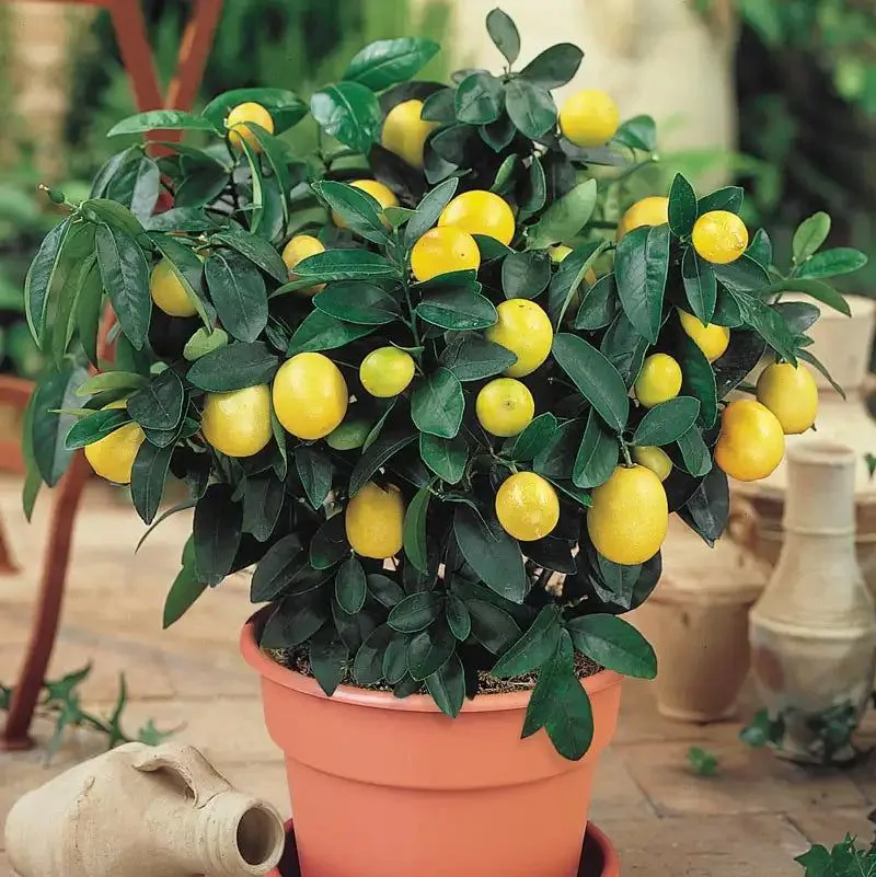 Dwarf Meyer Lemon