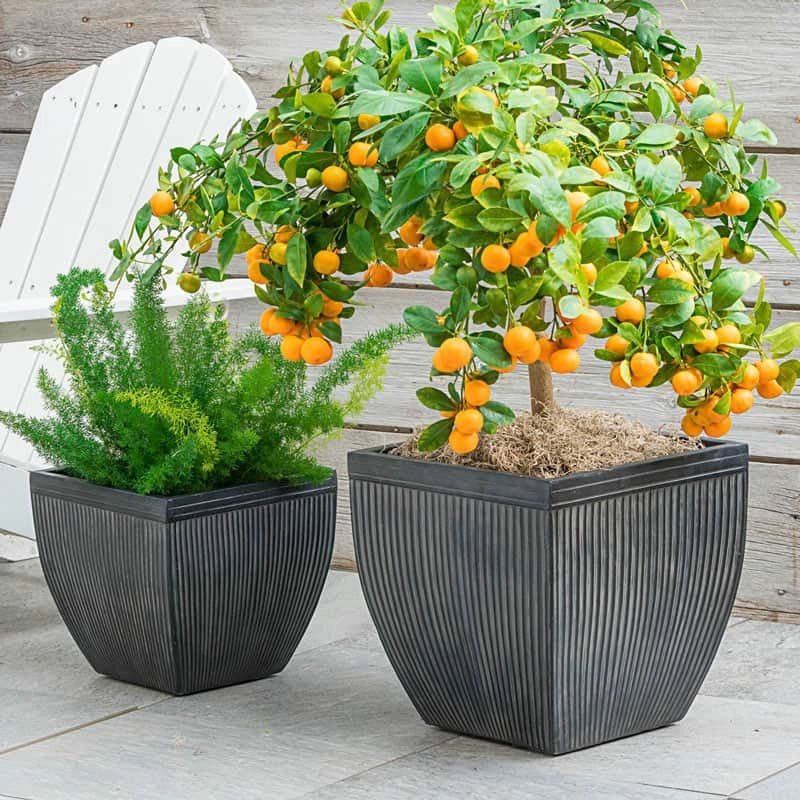 Calamondin Orange