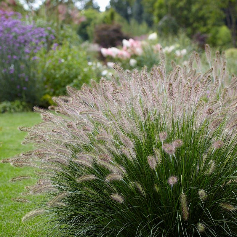 Dwarf Fountain Grass