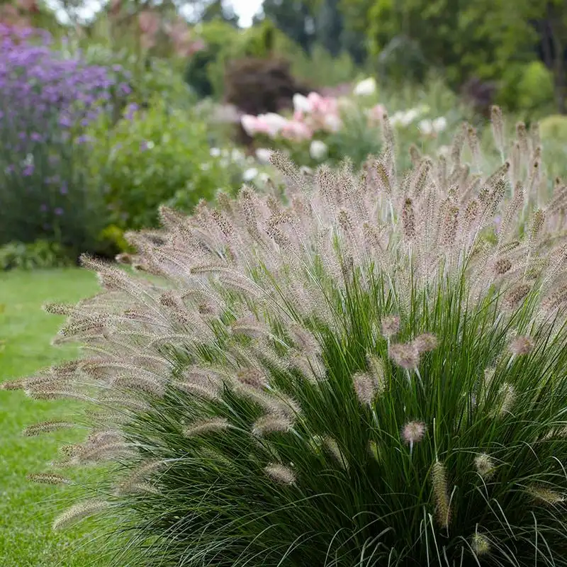 Dwarf Fountain Grass
