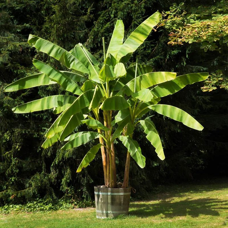 Dwarf Cavendish Banana