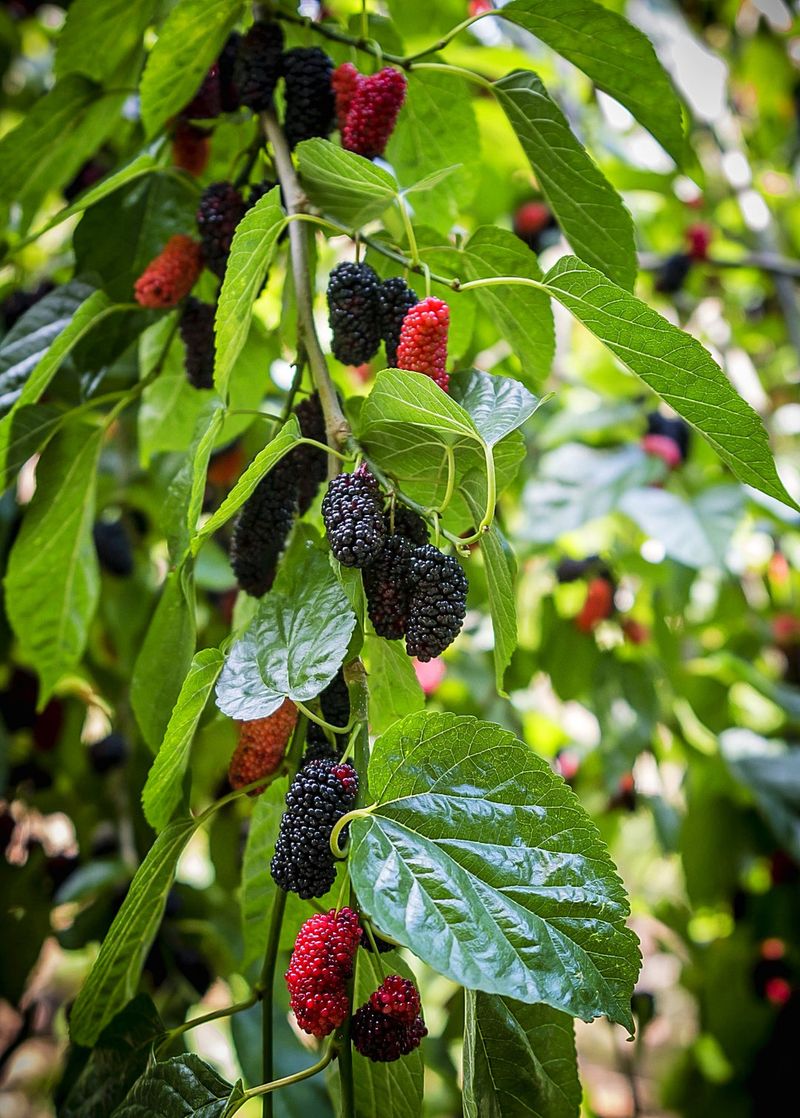 Mulberry Tree