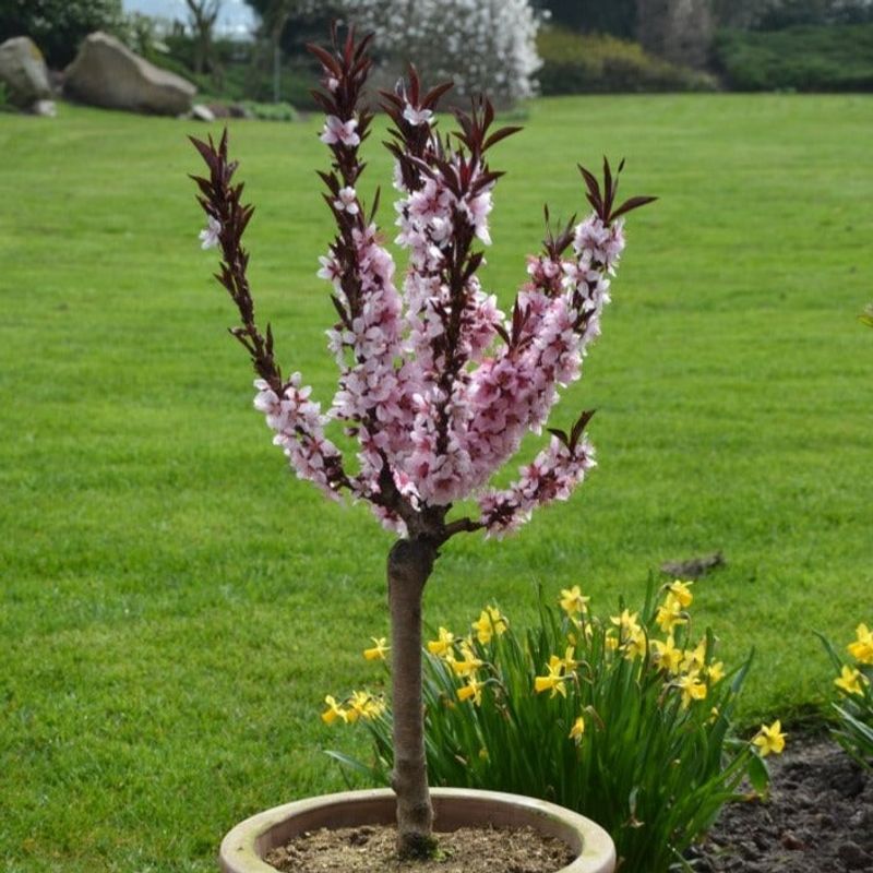 Peach Tree