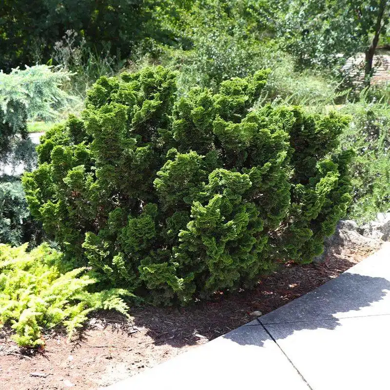 Dwarf Hinoki Cypress