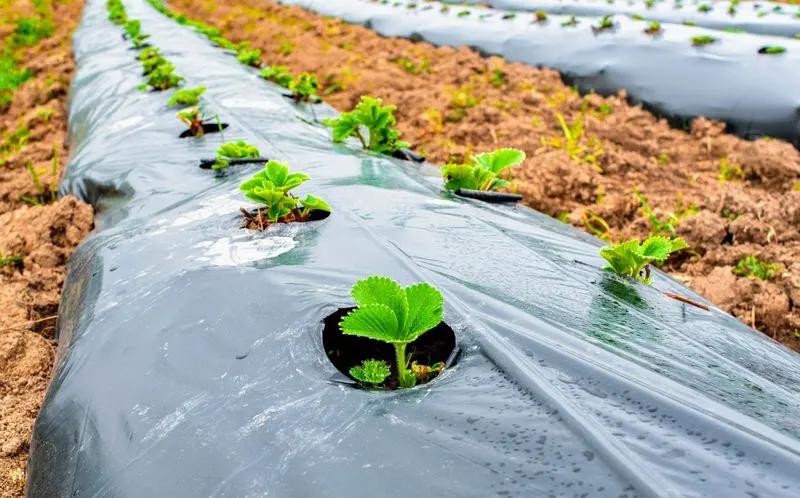 Plastic Mulch