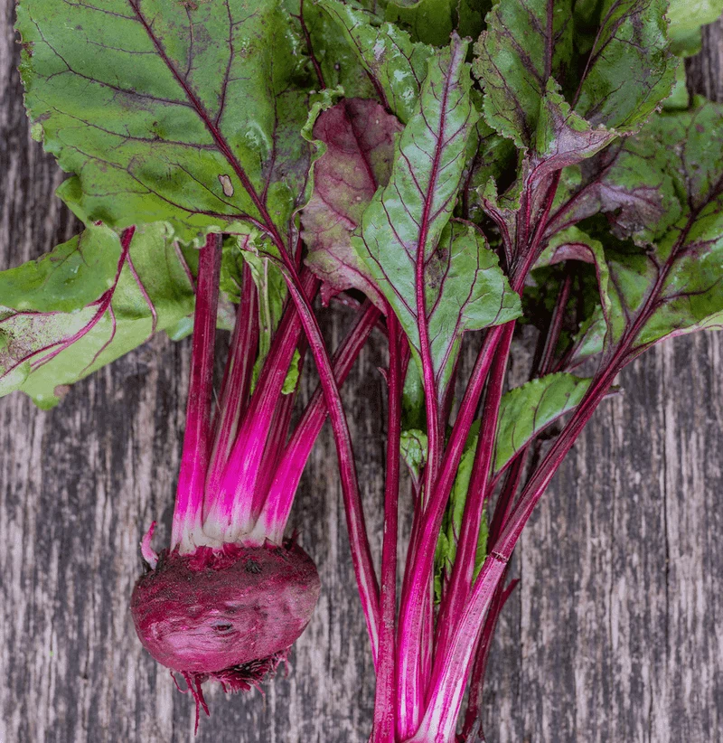 Early Blood Turnip