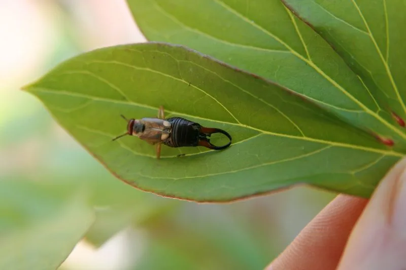 Earwigs