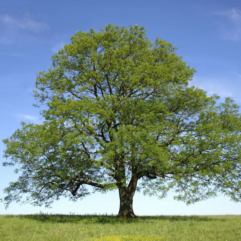 Green Ash