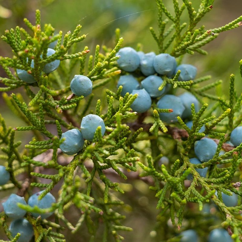 Eastern Red Cedar