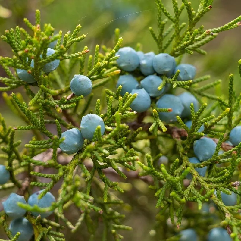 Eastern Red Cedar