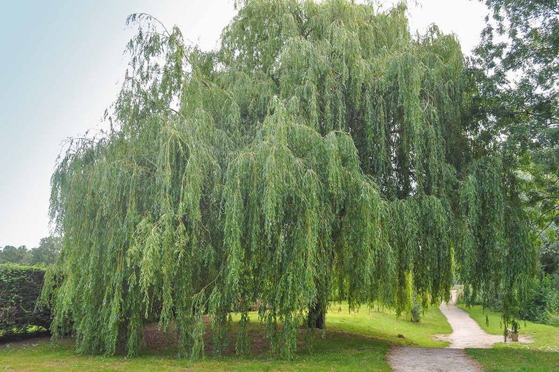 Willows
