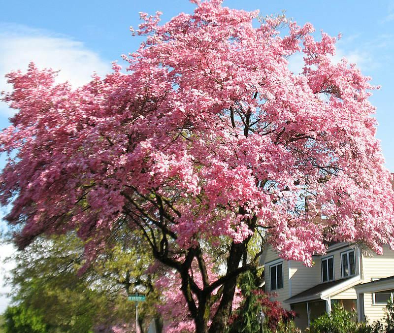 Dogwood
