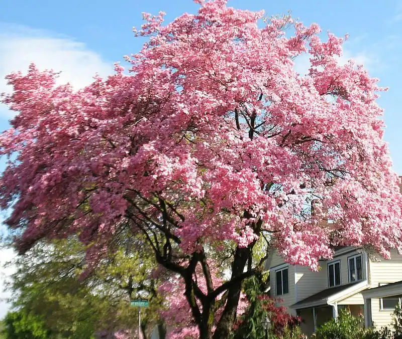 Dogwood